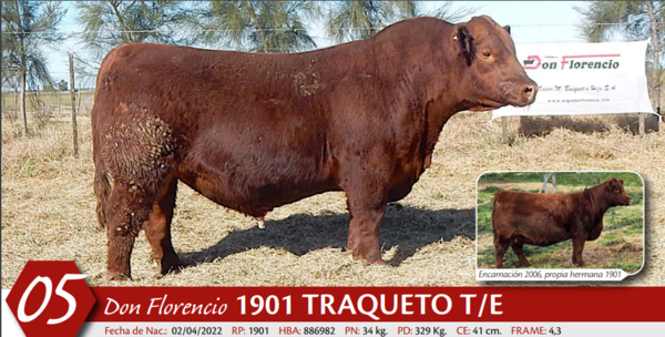 Lote MACHO PP