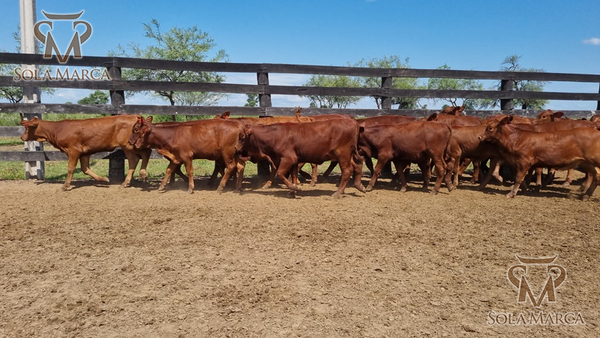 Lote Terneras CBO 2