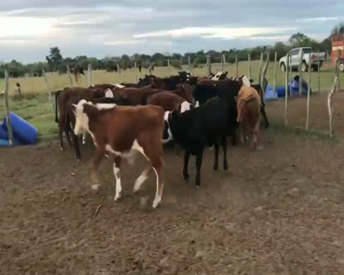 Lote Terneros/as en Esquina, Corrientes
