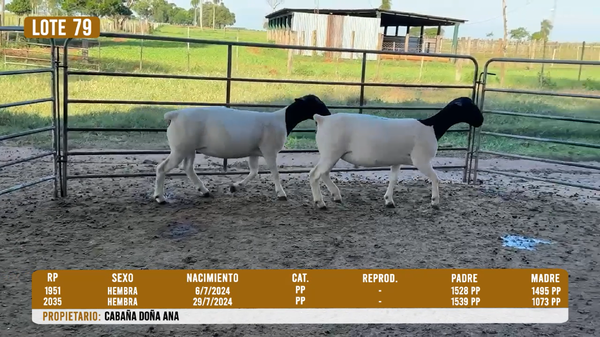 Lote LOTE 79