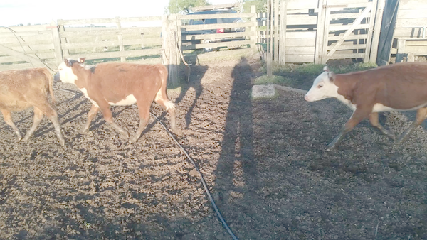 Lote 16 Terneras Raza Carne en Cerro Largo, Tupambaé