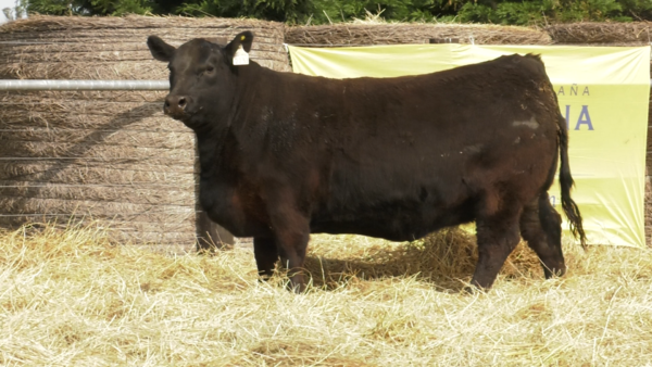 Lote VAQUILLONAS ANGUS PURO PEDRIGREE "VIVÍAN" y "Lombardía"