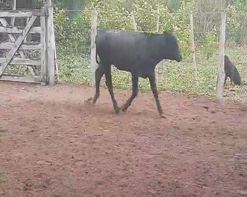 Lote 100 Terneras en Tintina, Santiago del Estero