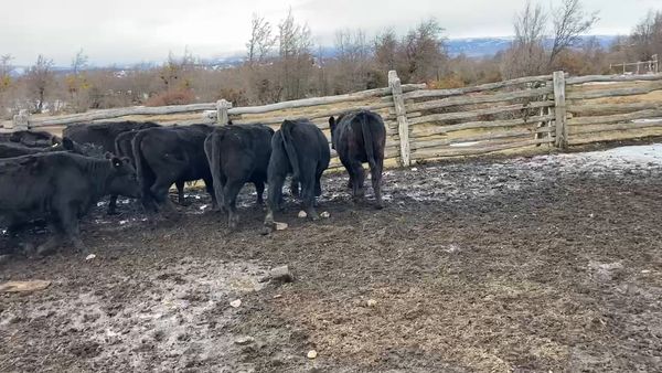 Lote 20 Vaquilla Engorda en Coyhaique, XI Región Aysén