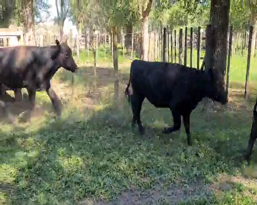 Lote 12 Novillitos en Gral. Lamadrid, Buenos Aires