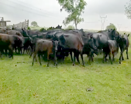 Lote 25 Vacas CUT con cría en Villaguay, Entre Ríos