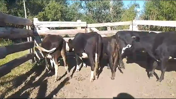 Lote vaq. (p) 5