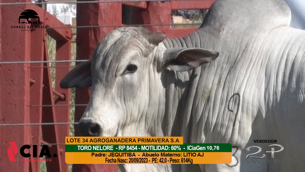 Lote 