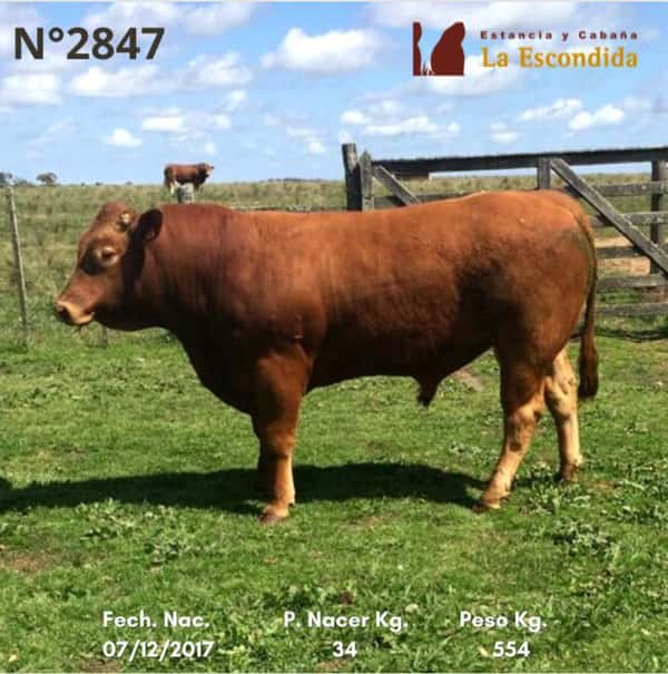 Lote Venta particular de Toros Limousin
