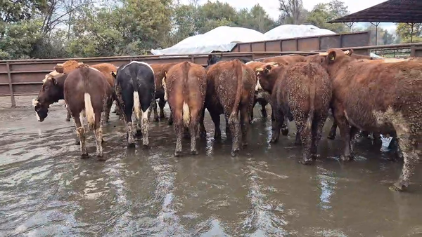 Lote 20 Novillo Gordo en Linares, VII  Región Maule