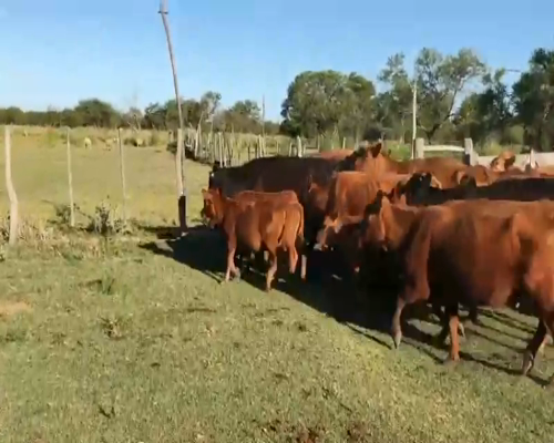Lote 30 Vacas CUT con cría en Entre Ríos, Federal