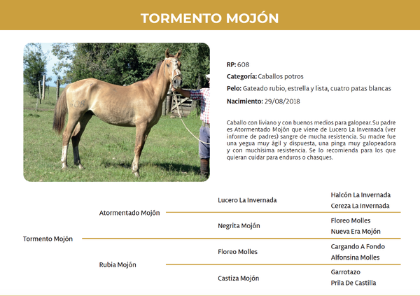 Lote Tormento Mojón (RP 608)