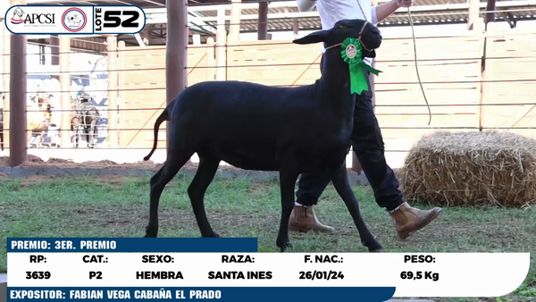 Lote LOTE 52