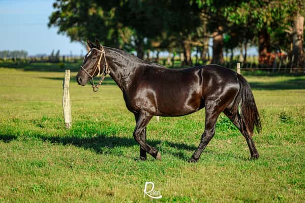 Lote Hechicera Del Bagualito