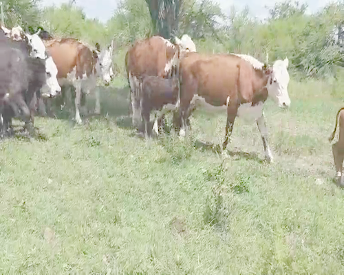Lote 22 Vacas CUT con cría en Villaguay, Entre Ríos