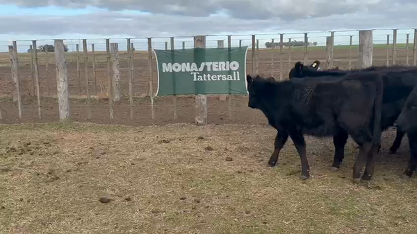 Lote 56 Terneros/as EN TRES ARROYOS