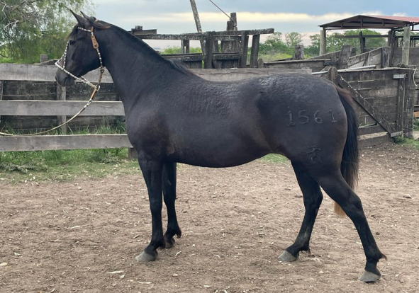 Lote PACIFICA 1561