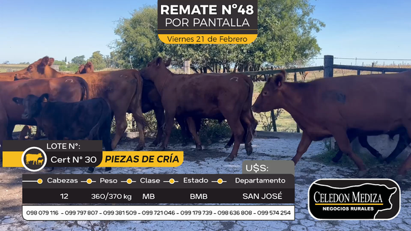 Lote 12 Piezas de cría en Otra Localidad, San José