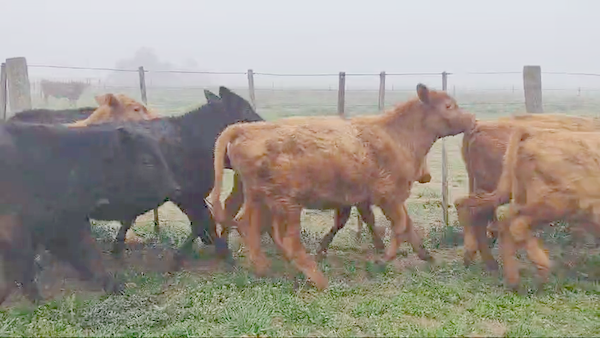 Lote 23 Terneros en Pehuajo