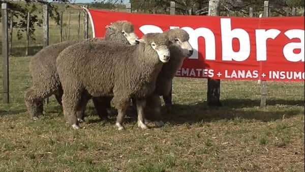 Lote 5 carneros 2 dtes MO 295-274-076-288-291