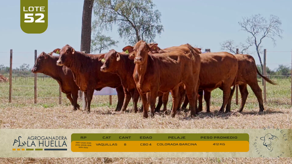 Lote LOTE 52