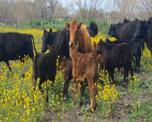 Lote 25 Vacas CUT paridas y vacias en Tandil, Buenos Aires
