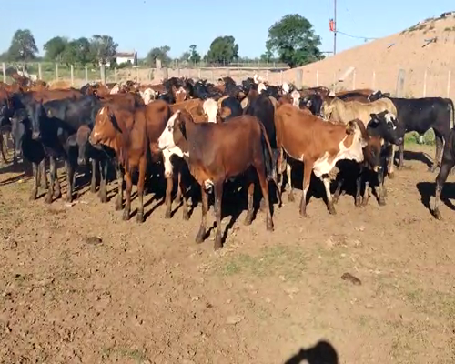 Lote 110 Terneras en Quimilí, Santiago del Estero