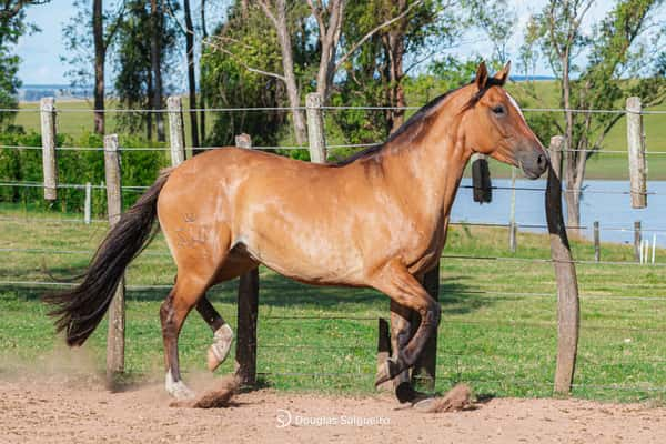 Lote CAMPANA 568 DE LA CASILLA