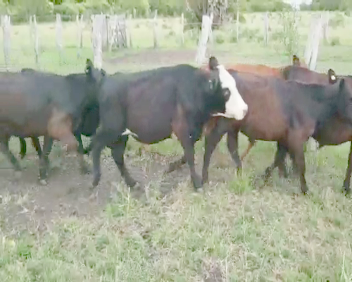 Lote 30 Terneros/as en Entre Ríos, Villaguay