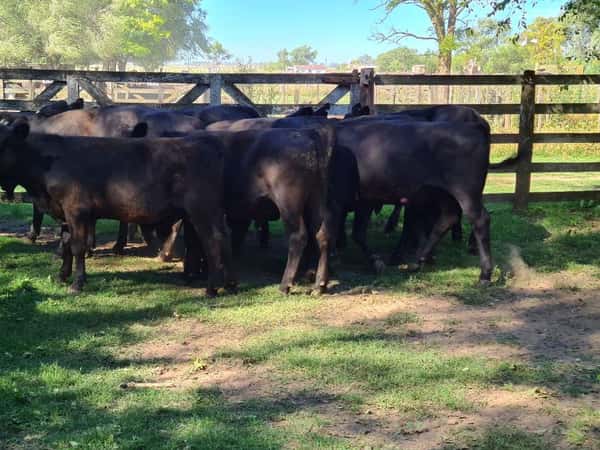 Lote 12 Novillitos en Gral. Lamadrid, Buenos Aires