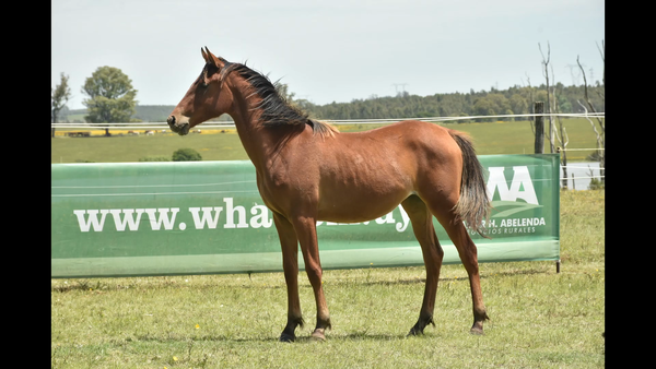 Lote ER FORTASAVIS
