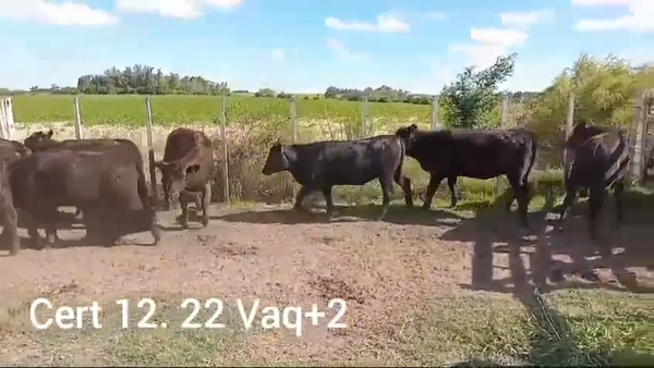 Lote VAQUILLONAS DE 1 A 2 AÑOS