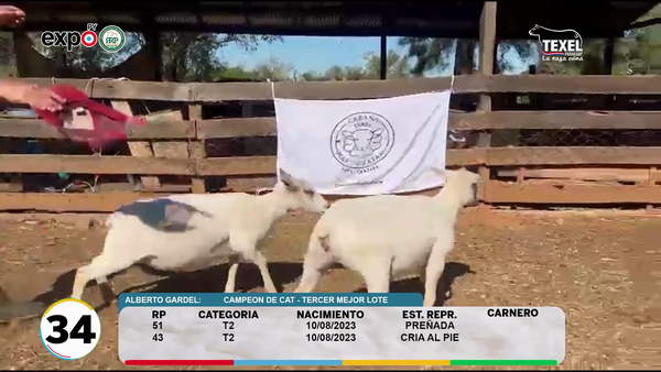 Lote LOTE 34