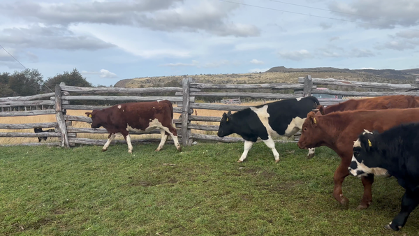 Lote 49 Novillo Engorda en XI Región Aysén, Coyhaique