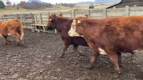 Lote 39 Novillo Engorda en Coyhaique, XI Región Aysén