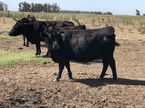 Lote 80 Vaquillonas C/ gtia de preñez en Buenos Aires, San Cayetano