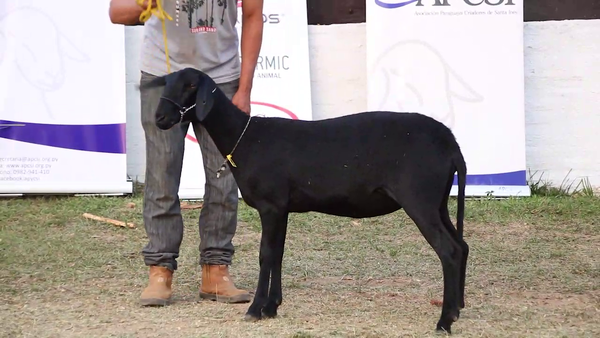 Lote Lote 26 - Ovinos