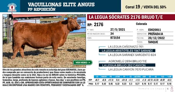 Lote VAQUILLONAS ANGUS  PP REPOSICIÓN LA LEGUA (SE VENDE EL 50%)