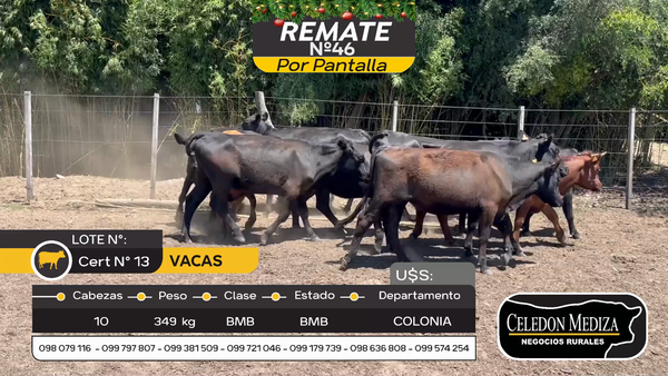 Lote 10 Vacas y vaquillonas en Carmelo, Colonia