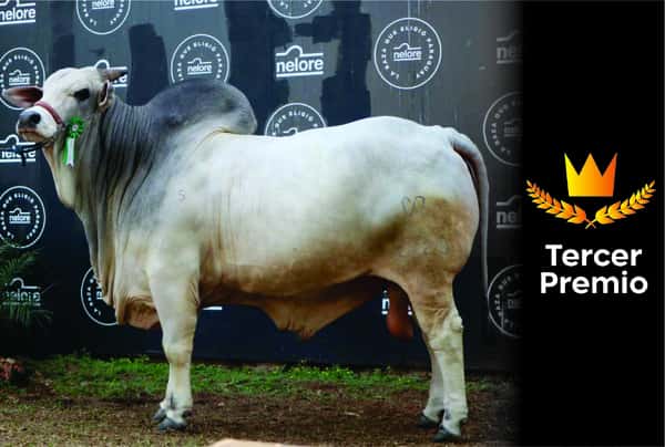 Lote Nelore a Bozal Expo Internacional 2022 RP 2320- Lote 8