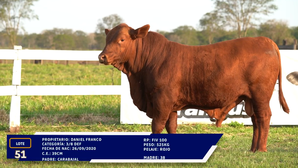 Lote LOTE 51