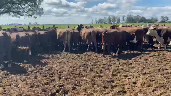 Lote 45 Vacas Preñadas Braford en Esquina, Corrientes