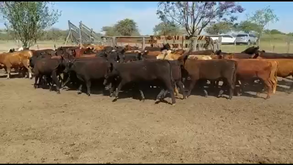 Lote 75 Terneros/as en Curuzú-Cuatiá, Corrientes