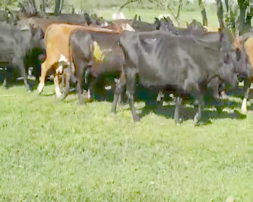 Lote 20 Vacas de invernar en Villaguay, Entre Ríos
