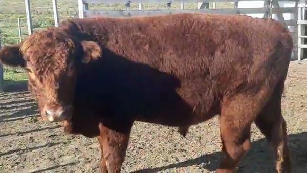 Lote Toros ANGUS a remate en PANTALLA CAMY 400kg - , San José