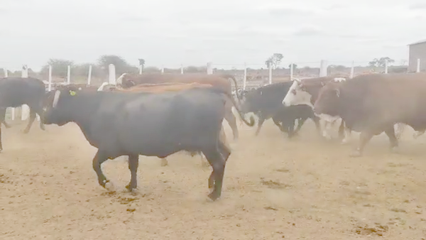 Lote 54 Vacas de invernar en Sachayoj, Santiago del Estero