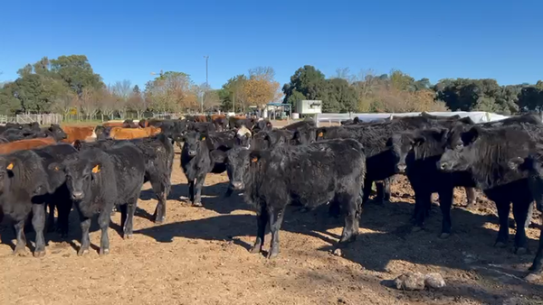 Lote 80 Vaquillonas 1 a 2 años Angus