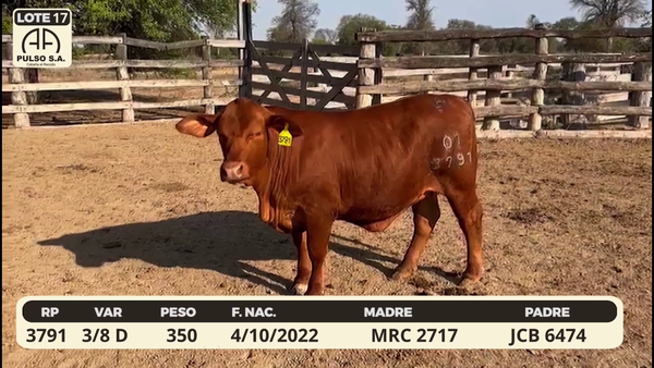 Lote LOTE 17