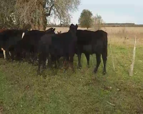 Lote 27 Vacas usadas preñadas en Villaguay, Entre Ríos