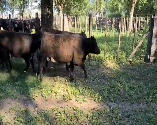 Lote 52 Novillitos en Gral. Lamadrid, Buenos Aires